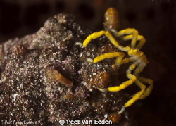 Rare yellow sea spider at Boat Rock, False Bay, South Africa by Peet Van Eeden 